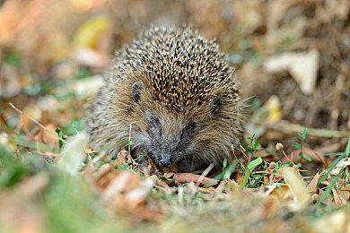 《私人订制：我的专属韩国女团》Steam页面上线 支持繁体中文